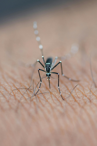 Dengue & Malaria